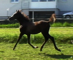 Shakibar